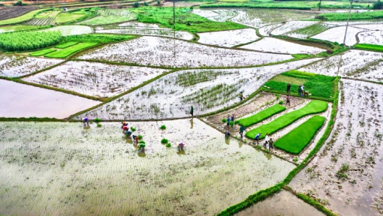 Xả nước đổ ải đợt 2: Lấy nước cấy lúa Đông-Xuân tại những vùng khó khăn nhất (7/2/2020)