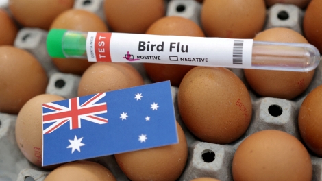 Virus cúm H5 lần đầu xuất hiện tại lục địa Australia