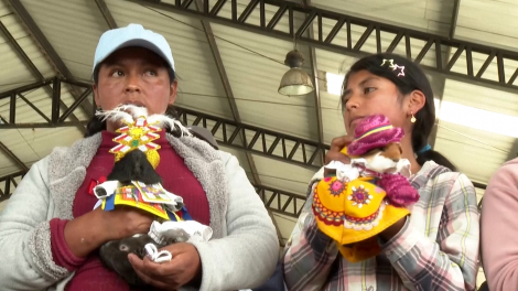 Ecuador: Độc đáo và thú vị lễ hội đua chuột lang tại thị trấn Salcedo
