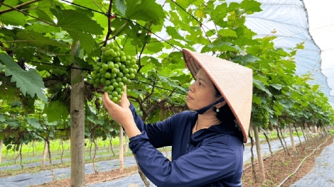 Hà Nội bảo vệ môi trường gắn với phát triển nông nghiệp xanh