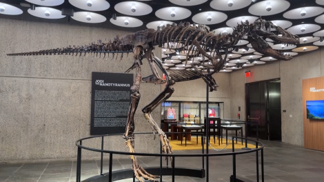 Bộ xương khủng long "T-rex nhí" sắp được đấu giá tại Mỹ