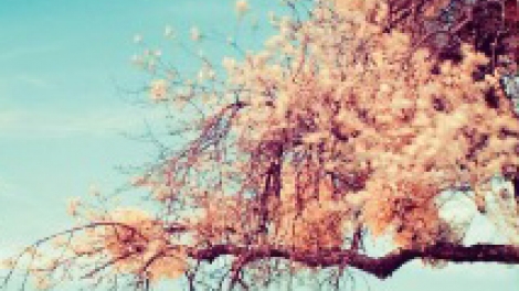 Ngụ ngôn tháng Tư - Sự biến hóa của ngòi bút (8/2/2020)