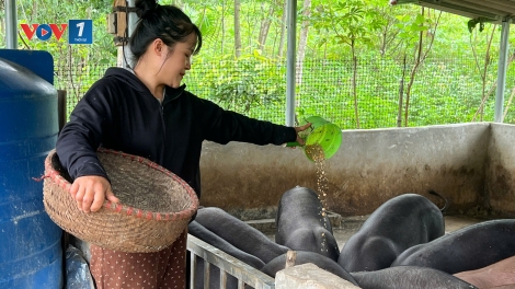 Xã Quy Đức, tỉnh Phú Thọ: Giảm nghèo từ những mô hình sinh kế bền vững