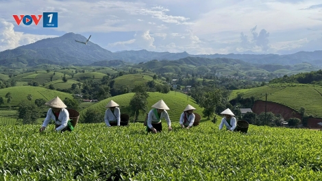 Phát triển Du lịch Nông nghiệp: Làm gì thảo gỡ khó khăn?