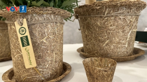 Biến phụ phẩm nông nghiệp thành năng lượng sạch: Mô hình năng lượng sinh khối hiệu quả