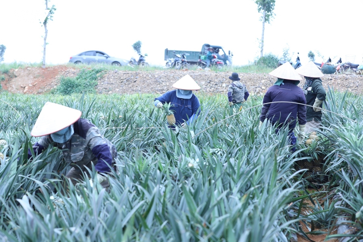 Người nông dân thu hái dứa tại phường Tam Điệp, Ninh Bình