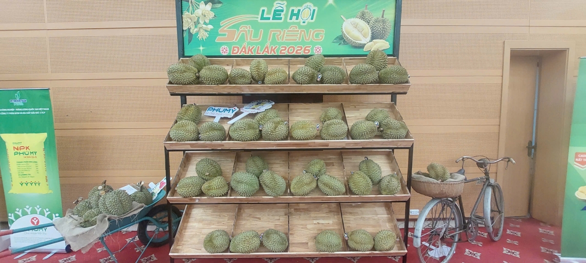 Trái sầu riêng Đắk Lắk được trưng bày quảng bá tại sự kiện.