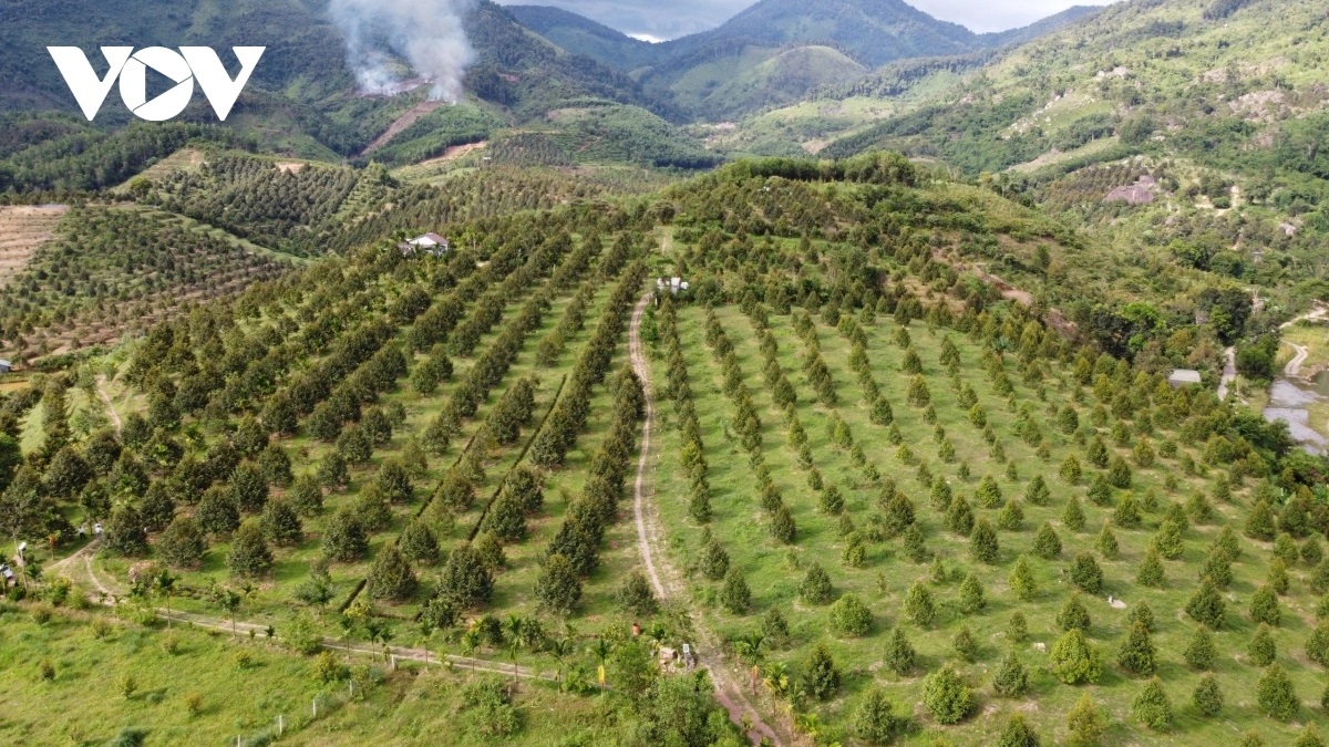 Đảng viên tại miền núi tỉnh Khánh Hoà tiên phong phát triển loại cây trồng chuyên canh