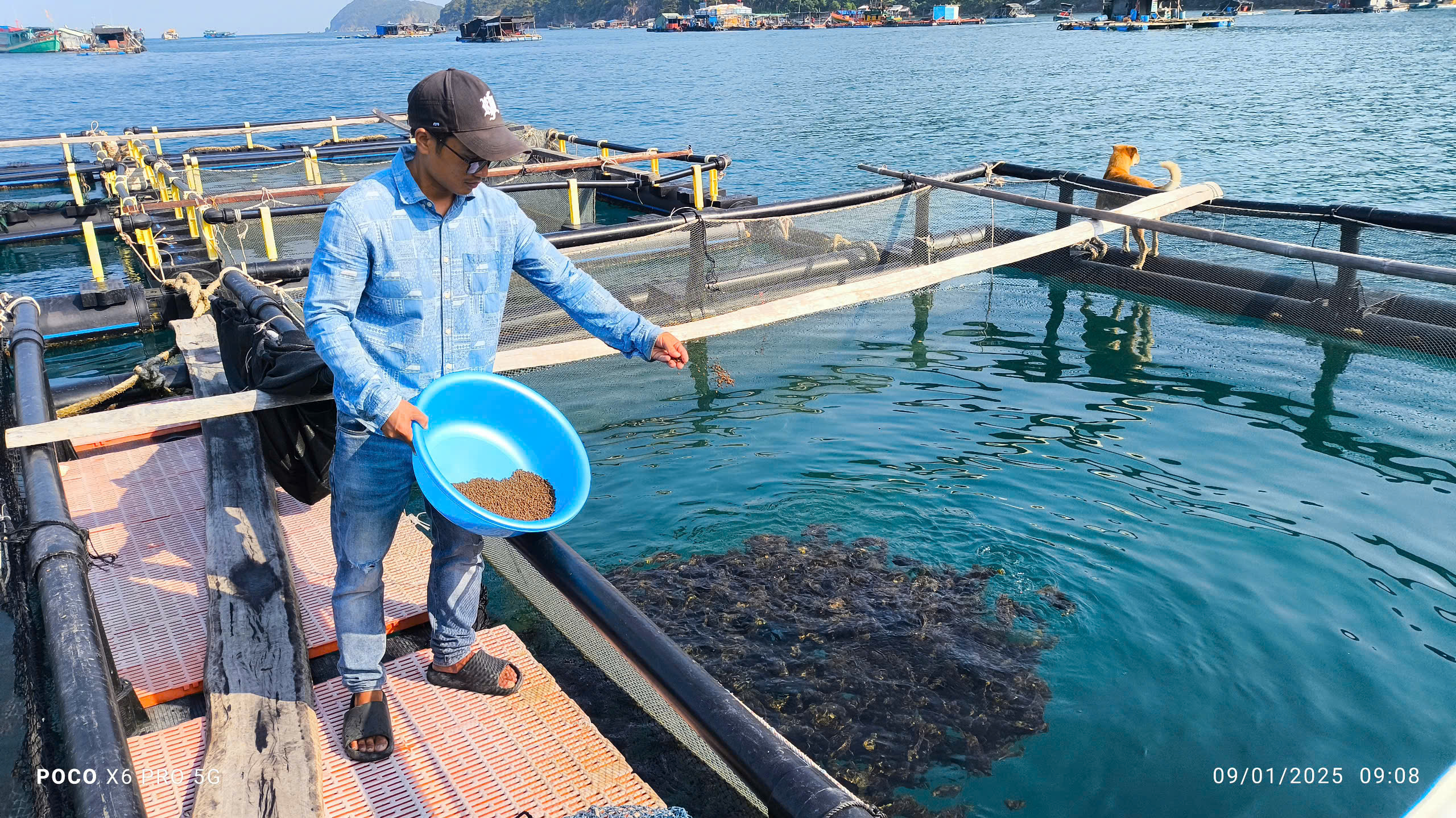 Anh Lê Thanh Tùng ở đảo Nam Du, tỉnh Kiên Giang cho cá ăn tại lồng nuôi trên biển