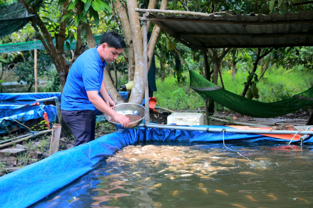 Anh Thức đang ấp ủ ý tưởng lai tạo để có những con cá tai tượng da beo đột biến gen