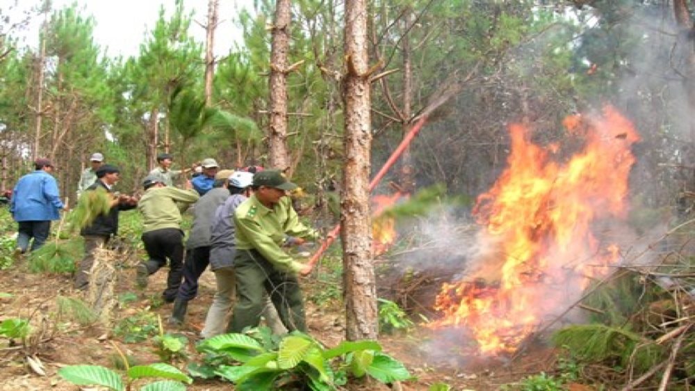 Đắk Nông chủ động phòng chống cháy rừng.