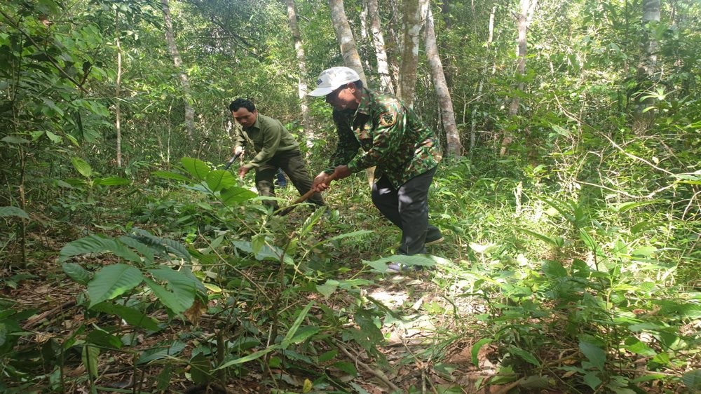 Người dân nhận khoán rừng tại Vườn Quốc gia Tà Đùng (huyện Đắk G'Long) chủ động phát dọn để đốt thực bì