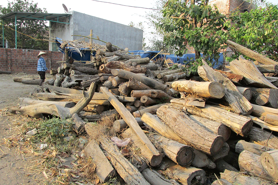 Lượng gỗ lớn để sấy thuốc lá gây ảnh hưởng đến rừng và môi trường
