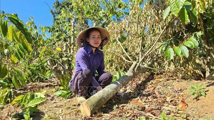 Khoanh vùng, điều tra vụ phá hoại cây trồng của người dân