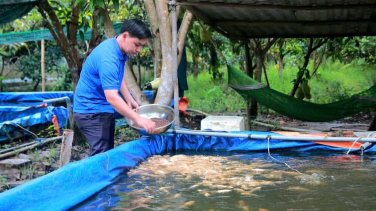 Thanh niên Hậu Giang làm giàu từ con cá kiểng tai tượng da beo