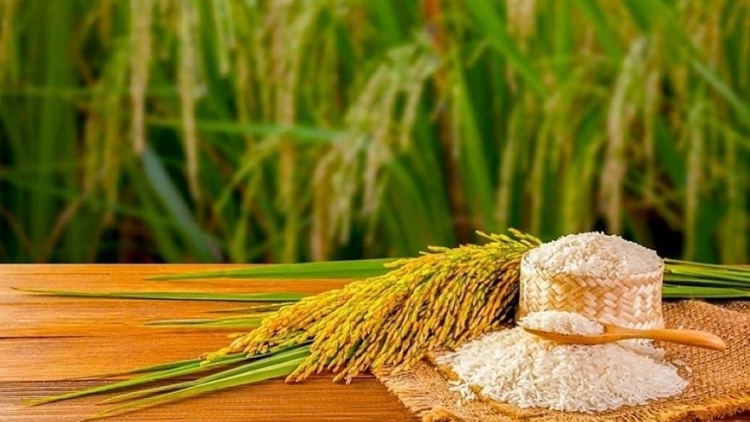 Gạo Việt-gỡ điểm nghẽn để vươn xa”.Bài 3:Con đường từ "hạt ngọc Việt" đến vị thế toàn cầu(15/03/25)