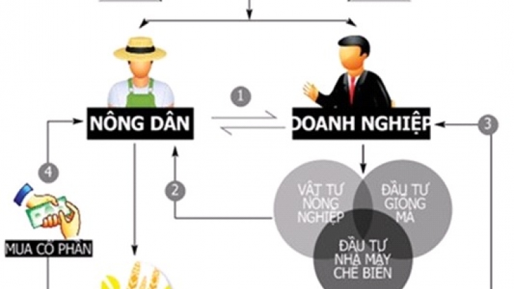 Thúc đẩy chuỗi liên kết nông dân, doanh nghiệp (12+13/04/2025)