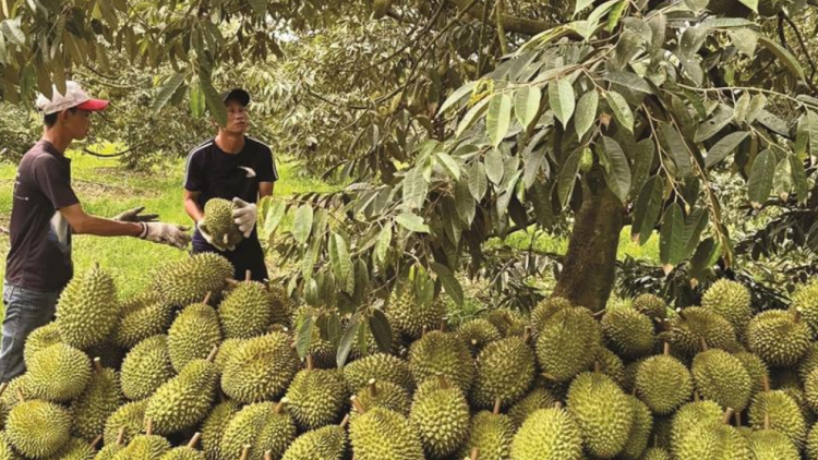 Đắk Lắk nâng cao chất lượng sầu riêng để mở rộng thị trường