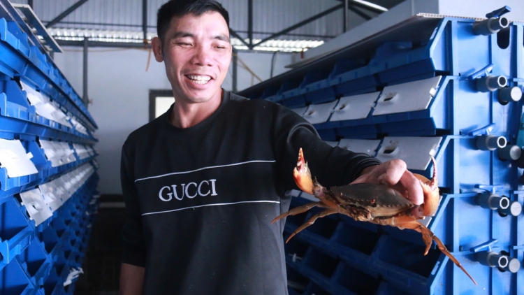 Hà Tĩnh áp dụng mô hình nuôi cua trong hộp cho hiệu quả cao