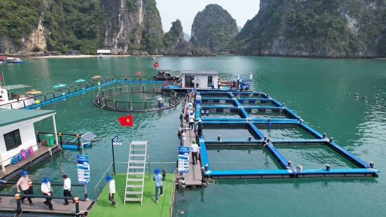 Tự chủ con giống - chìa khóa cho phát triển nuôi biển hiệu quả (16+17/04/2025)
