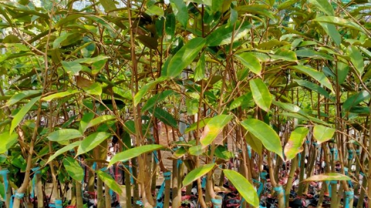 Chiến dịch trồng 1 triệu cây matoa bảo vệ môi trường