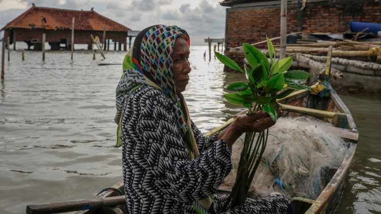 Indonesia: Nỗ lực cứu ngôi làng sắp bị xóa sổ vì nước biển dâng