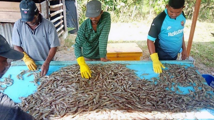Nông dân nuôi tôm Indonesia tìm cách đa dạng hóa thị trường trong bối cảnh Mỹ áp thuế đối ứng