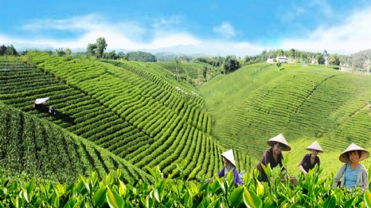 Về Thái Nguyên “Trải nghiệm xứ trà đậm đà bản sắc”