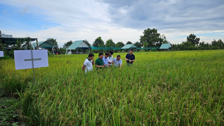 Nông dân ở Đồng Tháp canh tác lúa theo quy trình giảm phát thải khí nhà kính (9/05/2025)