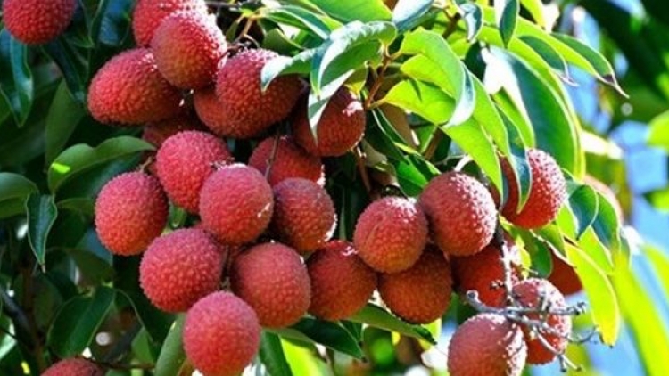 Câu chuyện về một người dám làm trước, dám làm khác