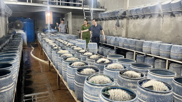 Lào Cai triệt phá đường dây sản xuất giá đỗ độc hại