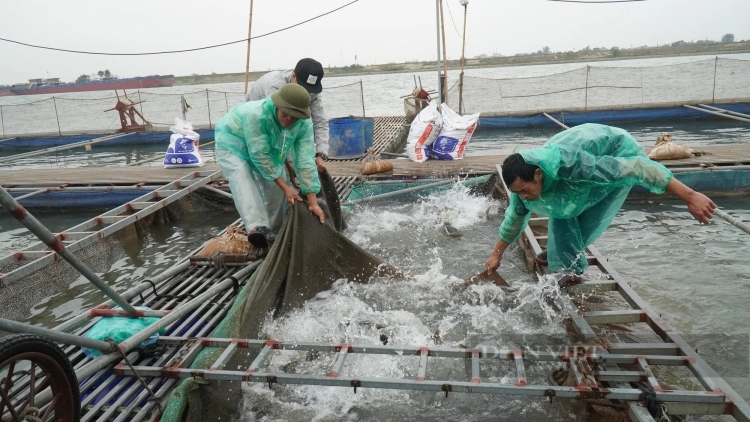 Bắc Ninh: Gương làm giàu từ nghề nuôi cá lồng trên sông Đuống