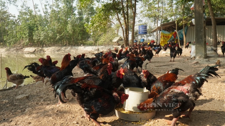 Phát triển nuôi giống gà Hồ thuần thương phẩm
