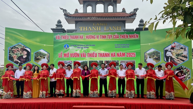 Hải Dương tổ chức Lễ mở vườn vải chín và Hội nghị xúc tiến tiêu thụ vải năm 2025