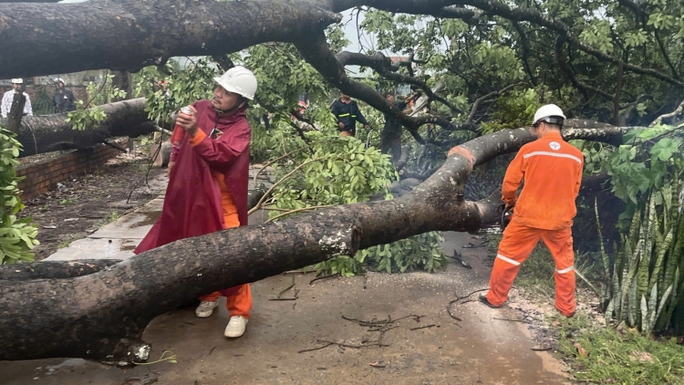Hơn 500 hộ dân ở Đồng Nai mất điện do cây xanh bật gốc đè đường dây trung thế