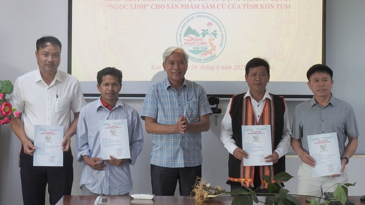Kon Tum cấp chỉ dẫn địa lý “Ngọc Linh” sản phẩm sâm củ