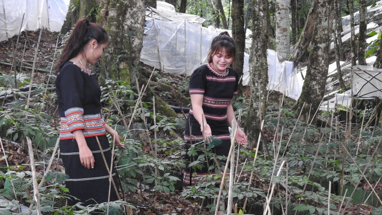 Tri thức dân gian về sâm Ngọc Linh ở Kon Tum là Di sản văn hoá phi vật thể quốc gia