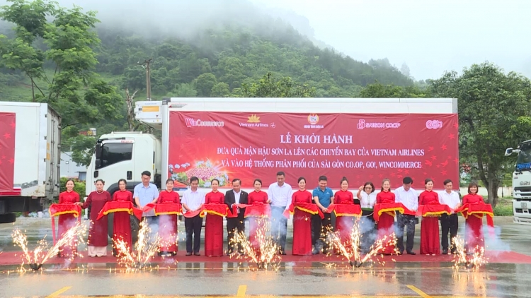 Mận hậu Sơn La tiếp tục lên các chuyến bay