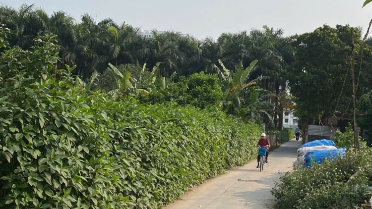 Cụ Hoa Quý Khâm và đường Dãy Sòi