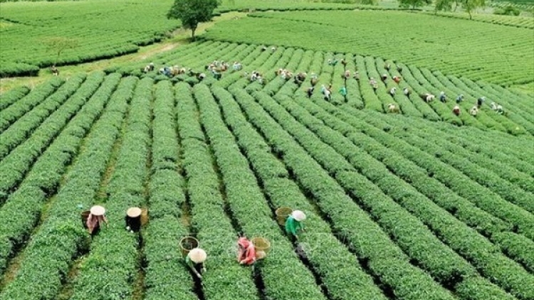 Chuyển đổi xanh: Từ cánh đồng đến chiến lược bền vững (04/07/2025)
