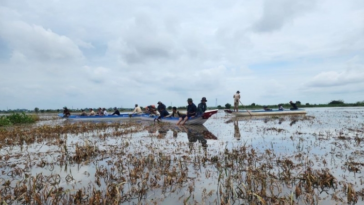 Campuchia: hơn 2.000 ha trồng lúa bị ảnh hưởng do mưa ngập