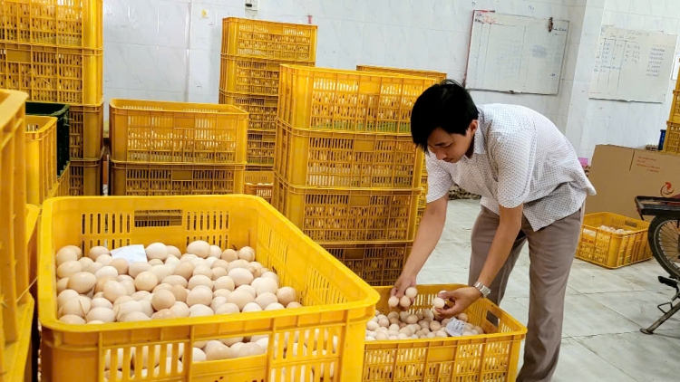 Đồng Tháp: Trứng gà tăng cao, người chăn nuôi phấn khởi