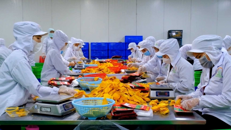 Chế biến sâu, tiêu chí xanh – điểm tựa nông sản phát triển bền vững (07/07/2025)