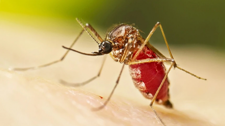 Dịch sốt Chikungunya lan rộng, Trung Quốc nâng mức cảnh báo 