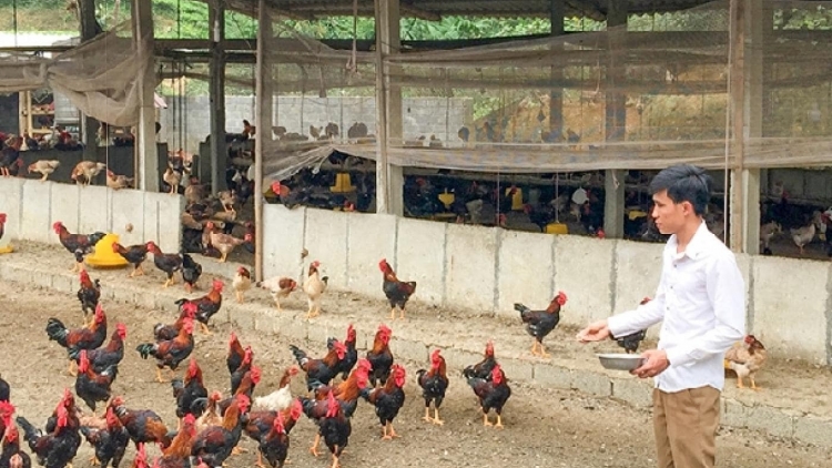 Chăn nuôi VietGAP: Chiến lược phát triển nông nghiệp hiện đại