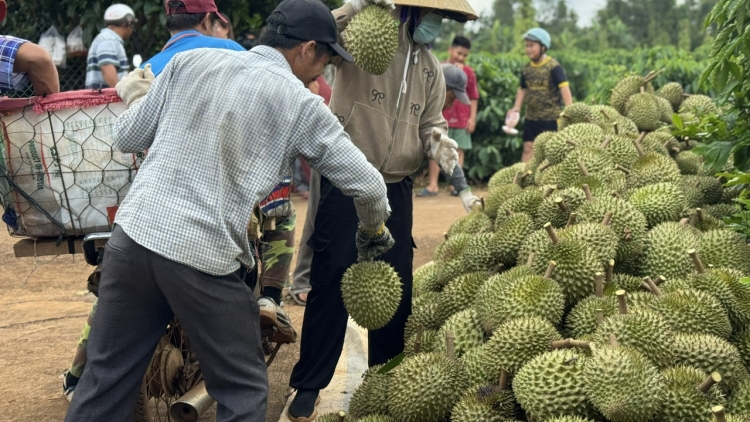 Nhà vườn vẫn lãi to dù giá sầu riêng rớt giá