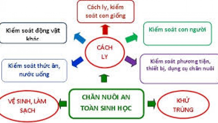  Chăn nuôi an toàn sinh học giảm bớt nỗi lo dịch bệnh (04/08/2025)