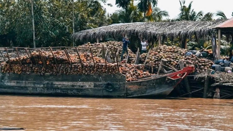 Trái dừa khô ở Vĩnh Long duy trì ở mức giá cao, nhà vườn phấn khởi