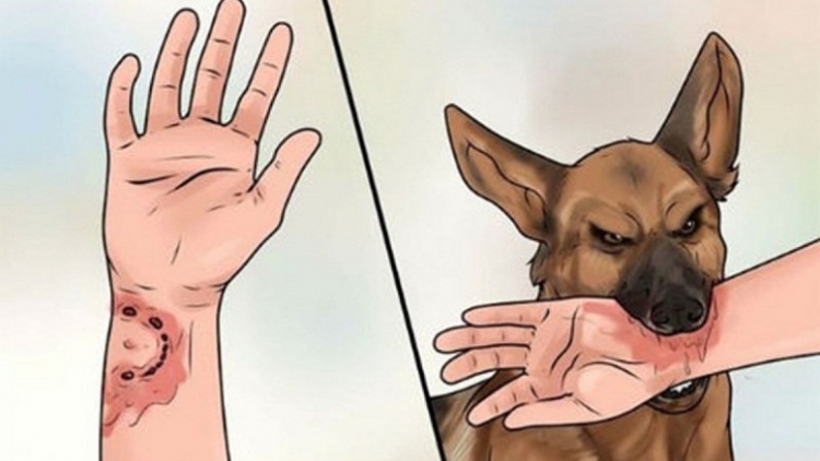 Việt Nam ghi nhận 58 ca tử vong do bệnh dại tại 18 tỉnh, thành phố trong 9 tháng đầu năm nay.