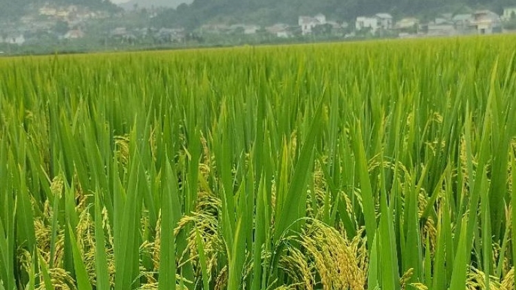 Chủ động ứng phó, nâng cao hiệu quả sản xuất trồng trọt trong bối cảnh khó khăn